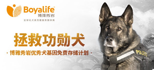 拯救功勋犬——博雅秀岩优秀犬基因免费存储计划上线